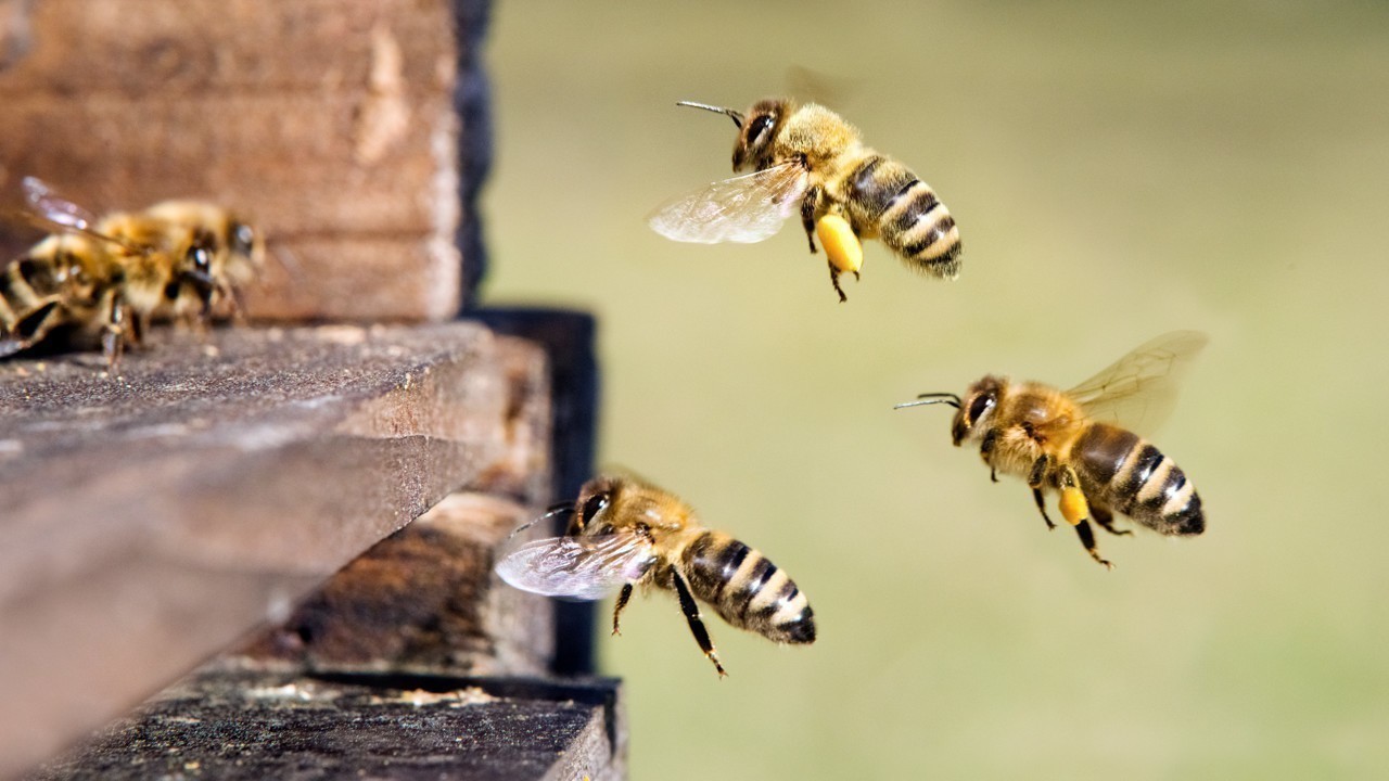 Abeilles 