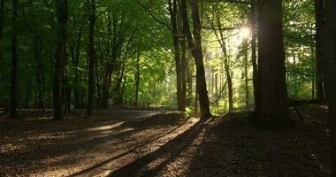 Forêt