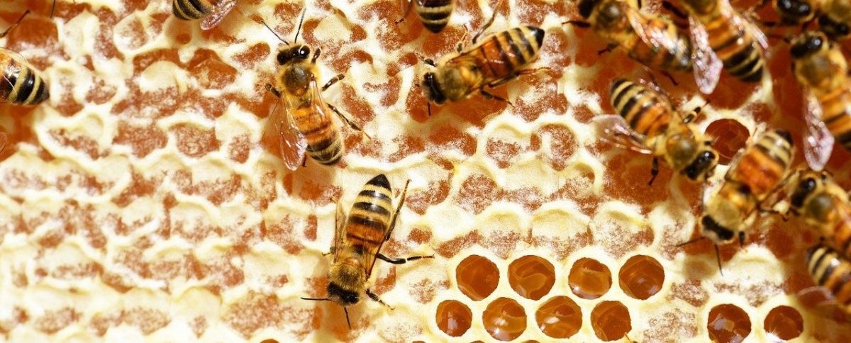 Abeille miel rayon (brèche)