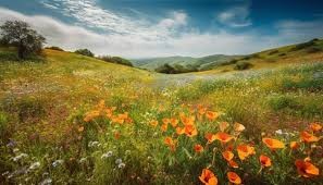 Prairie