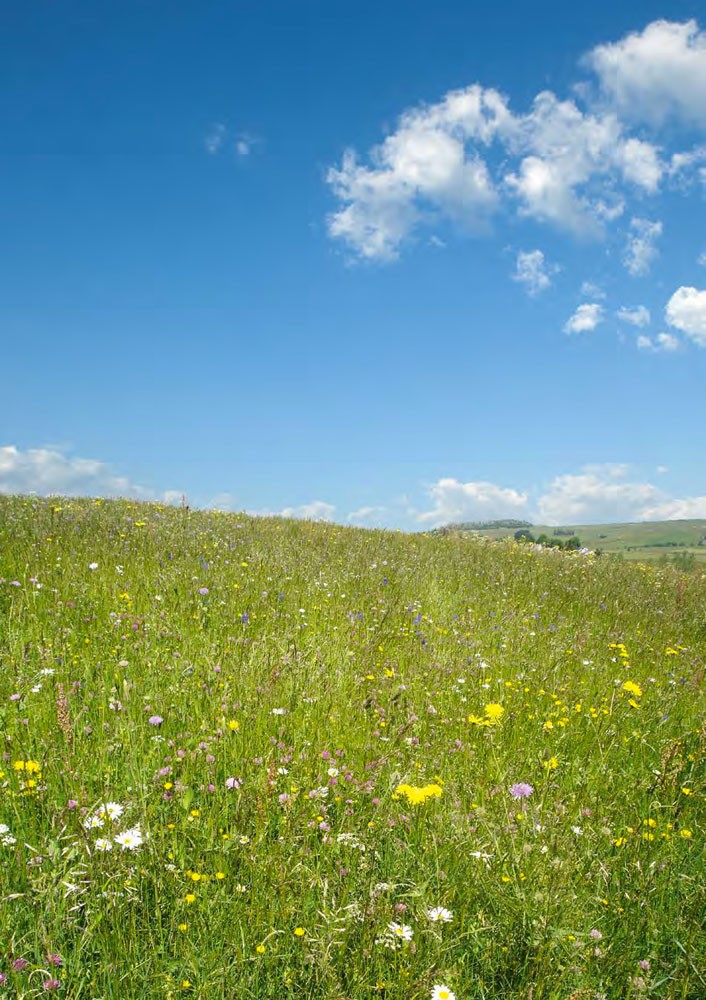 Prairie
