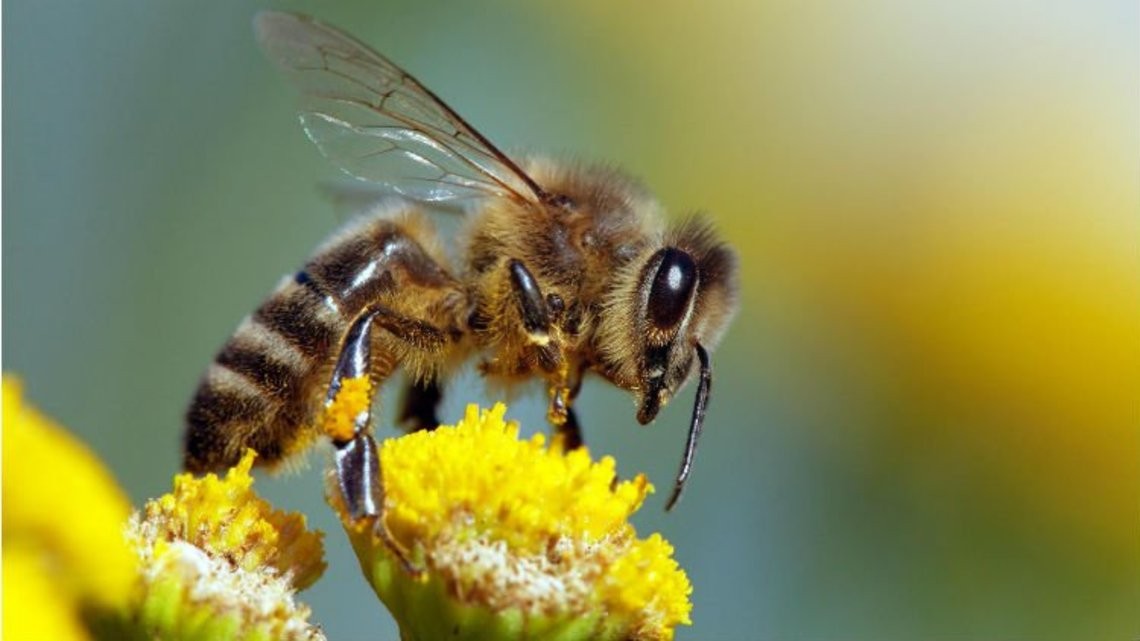 abeille